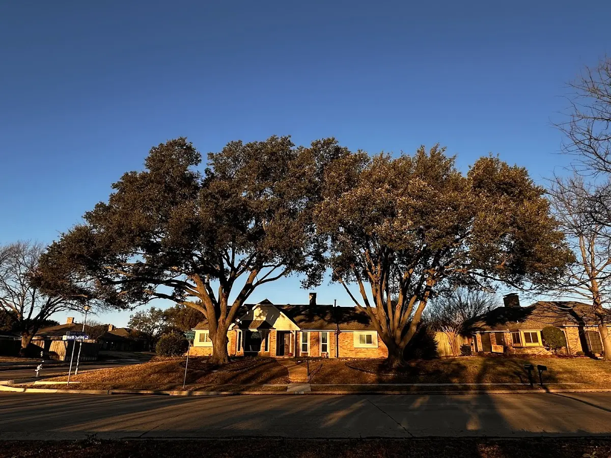 Established residential canopy tree shading a home in Fleming